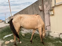مادیان, Azerbaijan horse — عکس 4