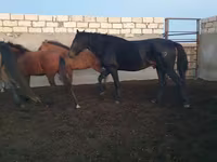 Pastuv, Kushum Horse — fotografija 4