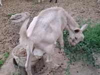 बकरी, Saanen goat — फ़ोटो 5