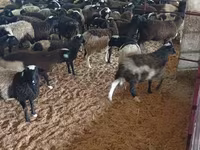 قوچ, Suffolk sheep — عکس 3