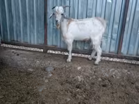 Kambing betina, Beetal goats — foto 8