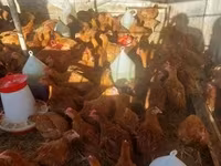 Chickens — الصورة 1