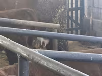 Krava, Simmental cattle — fotografija 5