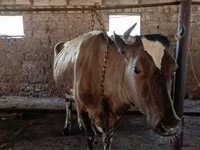 암소, Simmental cattle — 사진 3