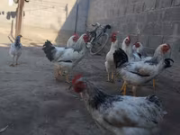 Chickens — foto 2