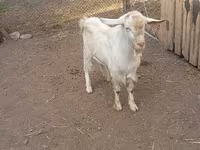 雄ヤギ, Saanen goat — 写真 1