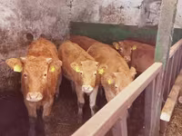 Vacă, Simmental cattle — foto 1