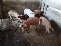 ሴት አሣማ, Pigs — ፎቶ 1