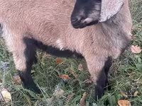 Koza, Nubian Goat — zdjęcie 1