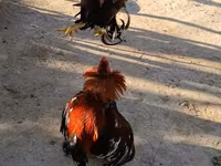 Chickens — รูปภาพ 1