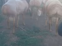 Koyun, Edilbay sheep — foto 2