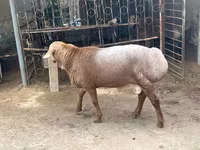 Beran, Edilbay sheep — foto 1