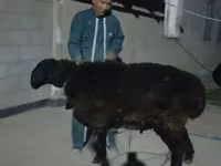 Qoç, Karakul sheep — foto 1