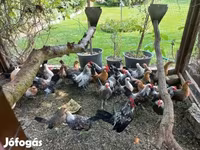 Hollanda Cüce — foto 2