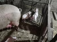 암퇘지, Дюрок — 사진 1