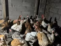 Chickens — 照片 2
