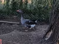 Geese — foto 1