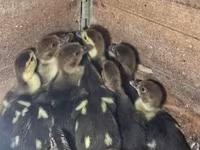 Ducks — รูปภาพ 1
