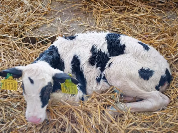 Bull, Holstein breed