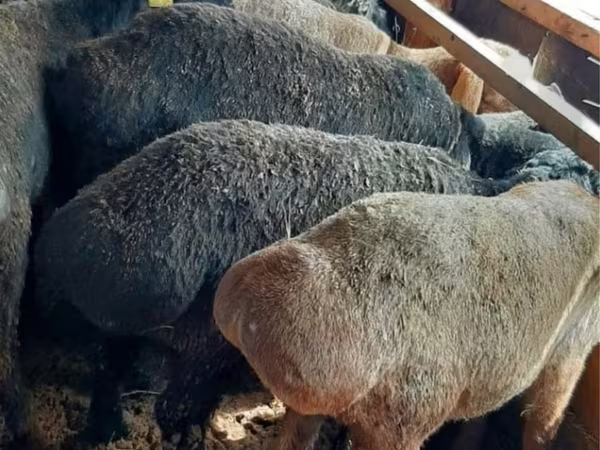 Kambing jantan, Sheep