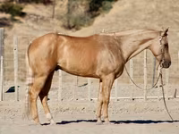 Kuda jantan, Quarter Horse — foto 2
