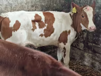 ላም, Cattle — ፎቶ 2