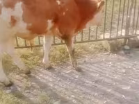 Корова, Simmental cattle — фото 2