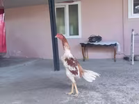 Chickens — fotografija 2