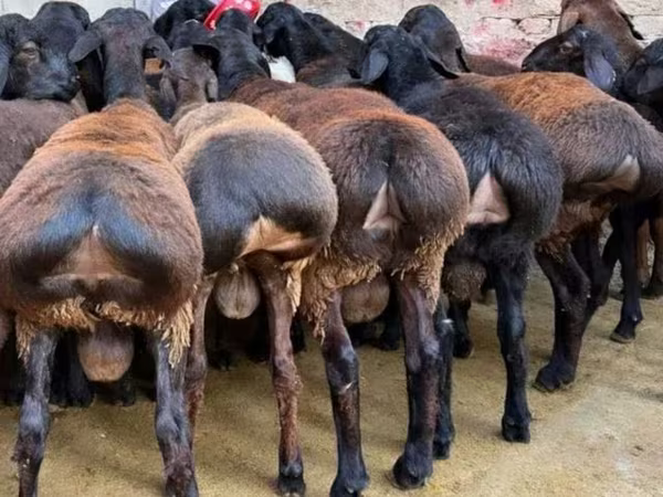 Kambing jantan, Sheep