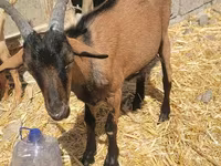 Արու այծ, Alpine goat — լուսանկար 2