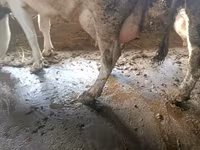 Vacă, Bovine — foto 5