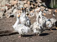 Geese — फ़ोटो 6