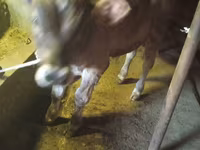Lembu jantan, Swiss cattle — foto 3