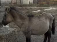 گھوڑا, گھوڑے — تصویر 2
