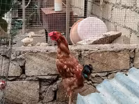 Chickens — fotografija 1