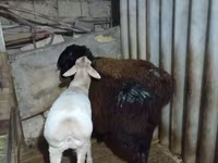 مینڈھا, بھیڑیں — تصویر 1