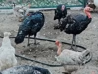 Turkeys — zdjęcie 7