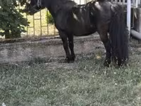 Hingst, Australian Pony — foto 4