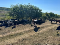 Toro, Ganado vacuno — foto 2