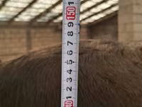 암소, Swiss cattle — 사진 7