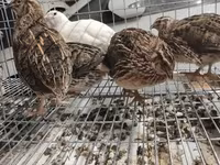 Quails — zdjęcie 3