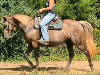 مادیان, Kentucky mountain daddle horse — عکس 8