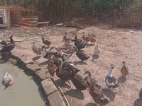 Ducks — foto 1