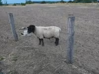 Berbec, White Suffolk sheep — foto 1