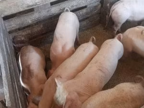 मादा सूअर, Крупная белая