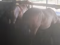 Égua, Kazakh horse — foto 4