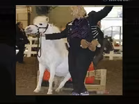 Kuda betina, Miniature horse — foto 1