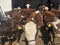Bou, Vaca kazahă cu cap alb — foto 5