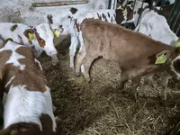 گاو نر, Simmental cattle — عکس 1
