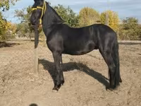 اسب نر, Friesian — عکس 2
